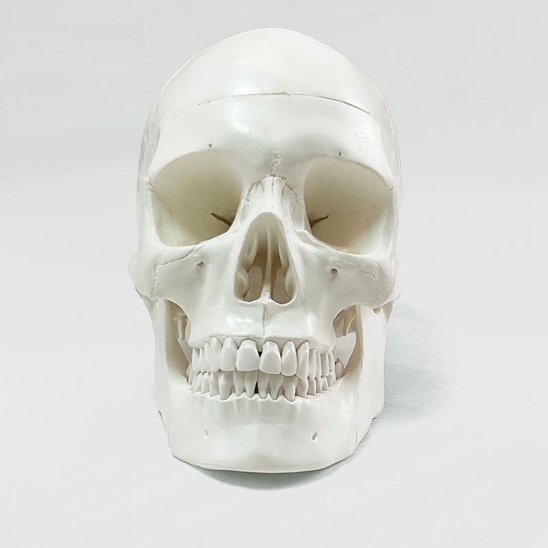 Load image into Gallery viewer, Skull with Blood Vessels Model
