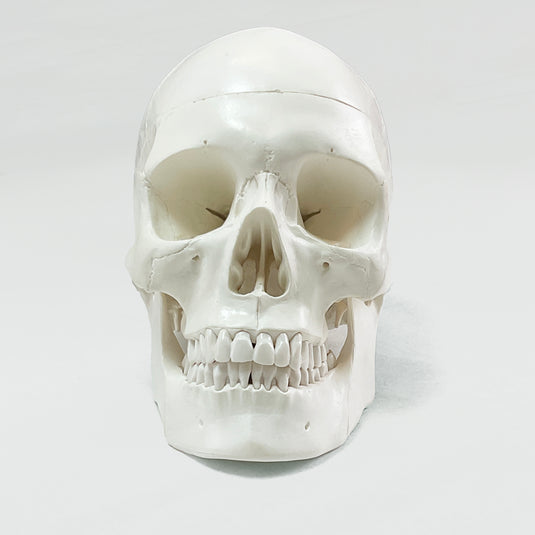 Skull with Blood Vessels Model