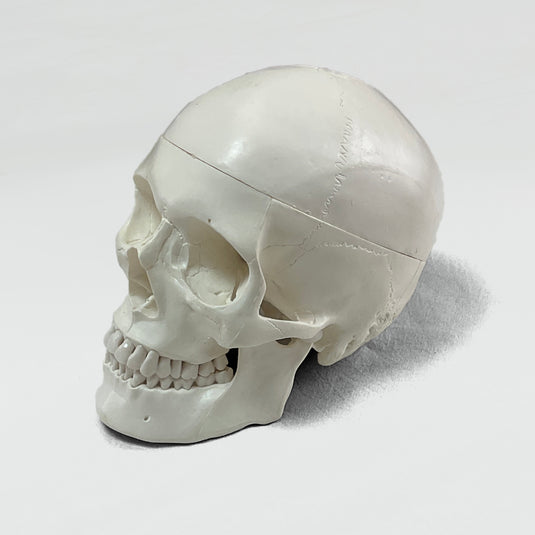 Skull with Blood Vessels Model