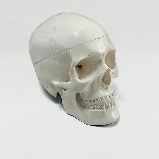 Skull with Blood Vessels Model