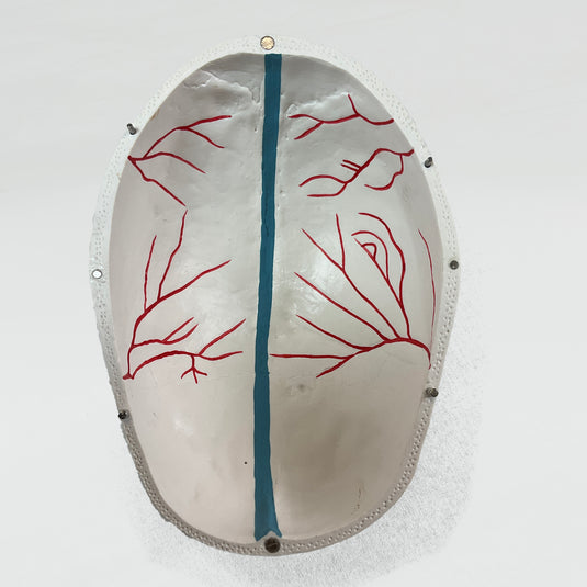 Skull with Blood Vessels Model