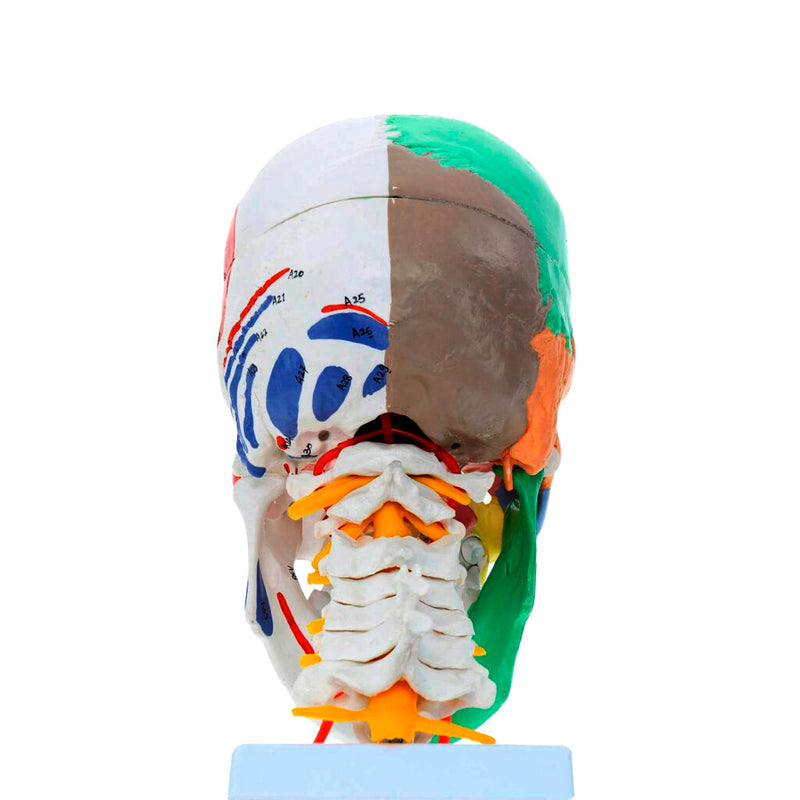 Cargue la imagen en el visor de la galería, Cráneo Didáctico con Modelo de Inserción Muscular [SKU: MG22306]
