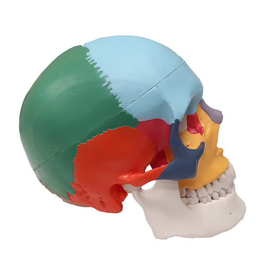 Modelo de Cráneo Didáctico de Colores [SKU: MG22307]