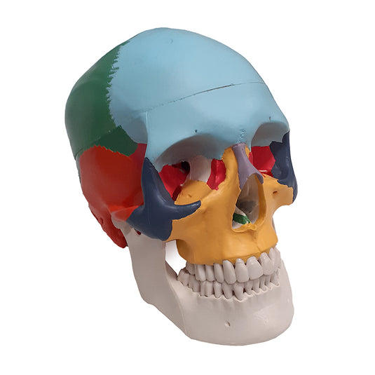 Modelo de Cráneo Didáctico de Colores [SKU: MG22307]