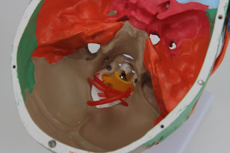 Load image into Gallery viewer, Didactic Skull  Mounted on Cervical Spine Model
