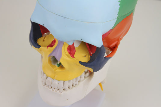 Didactic Skull  Mounted on Cervical Spine Model