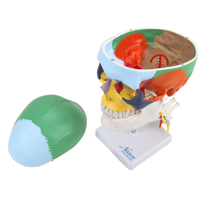 Cráneo Didáctico Montado en Modelo de Columna Cervical [SKU: MG22309]