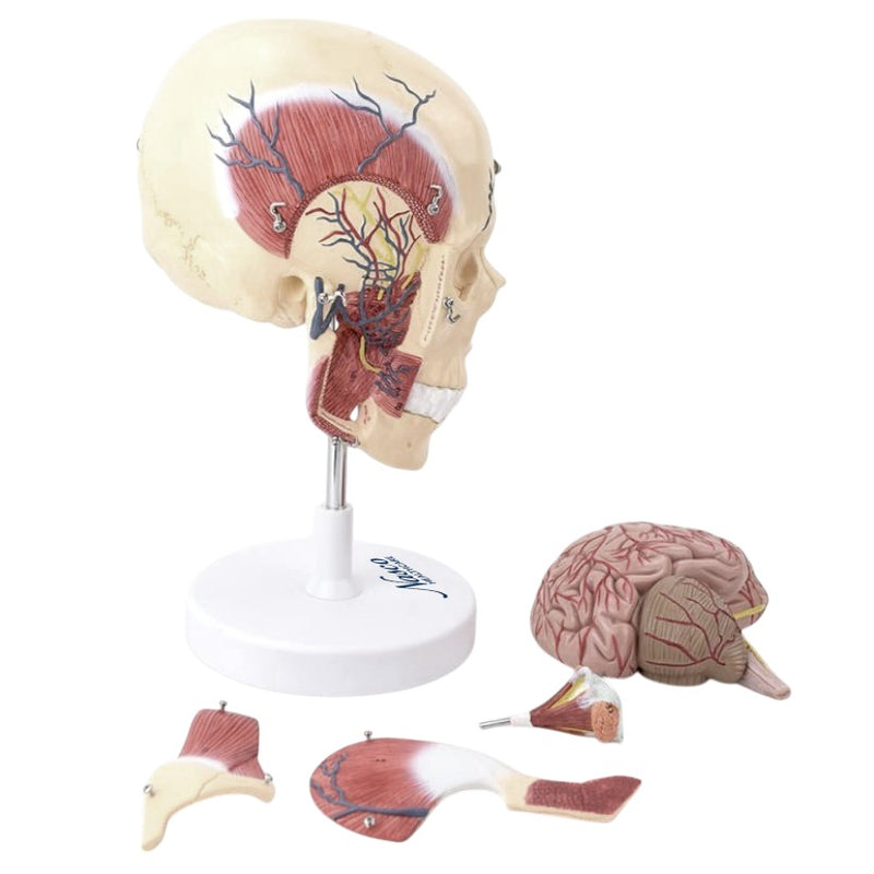 Afbeelding laden in Galerijviewer, Deluxe schedel met kauwspieren en zenuwen model [SKU: MG22311]
