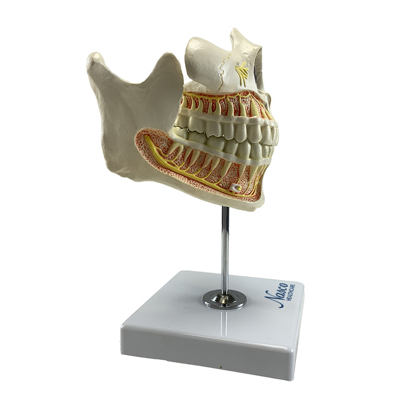 Cargue la imagen en el visor de la galería, Modelo de Dentición Adulto con Nervios y Raíces [SKU: MG22594]
