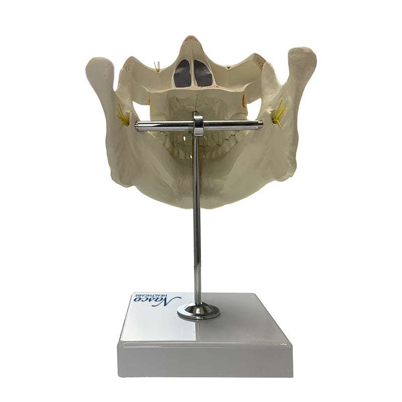 Cargue la imagen en el visor de la galería, Modelo de Dentición Adulto con Nervios y Raíces [SKU: MG22594]
