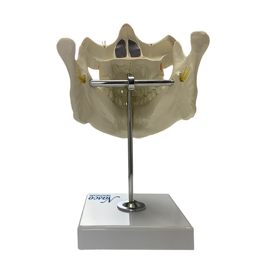 Modelo de Dentición Adulto con Nervios y Raíces [SKU: MG22594]