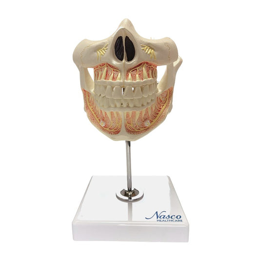 Adult Dentition with Nerves and Roots Model