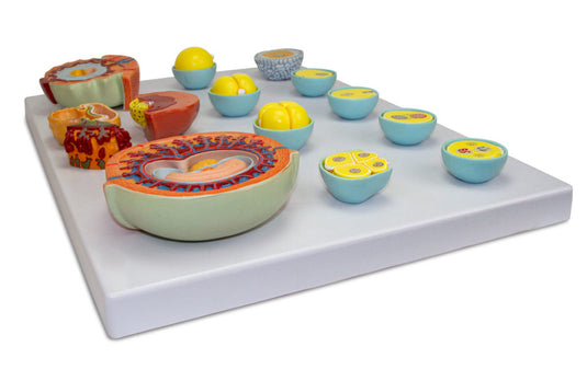 โมเดลการพัฒนาของเอ็มบริโอนิก, 13 ขั้นตอน [SKU: MG22605]