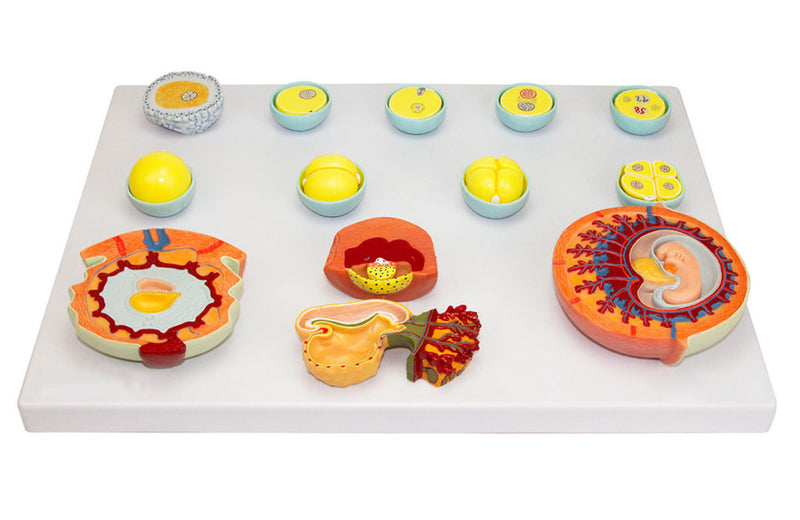 Load image into Gallery viewer, Emryonic Development Model, 13 Stages
