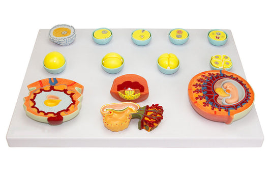 โมเดลการพัฒนาของเอ็มบริโอนิก, 13 ขั้นตอน [SKU: MG22605]