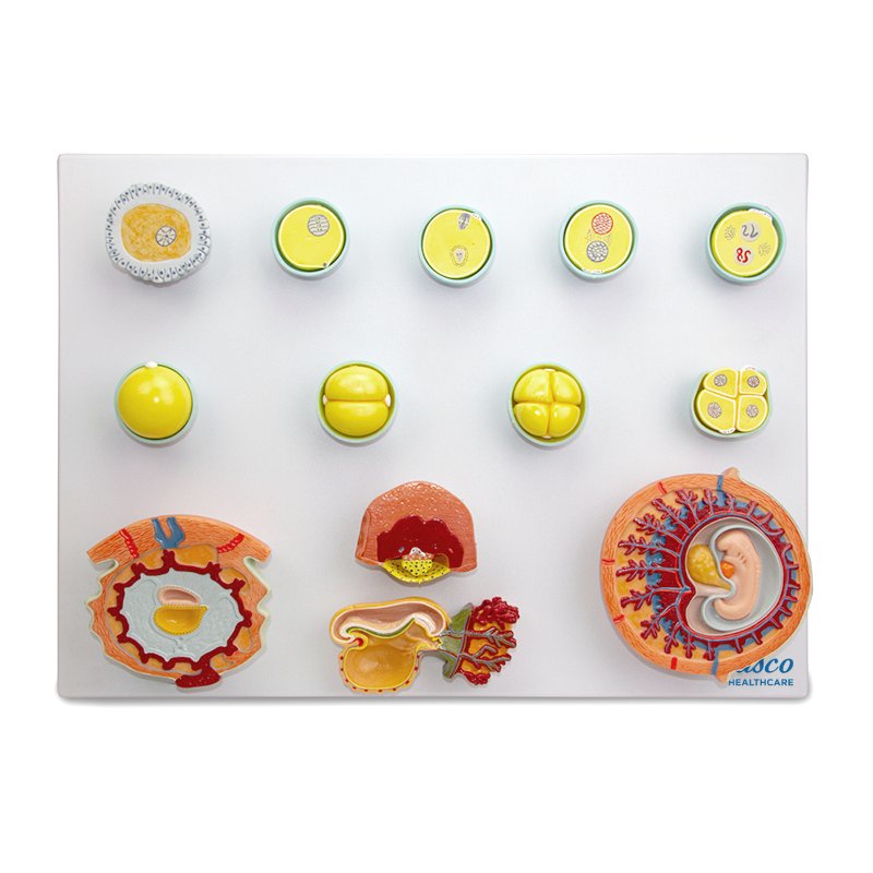 Load image into Gallery viewer, Emryonic Development Model, 13 Stages
