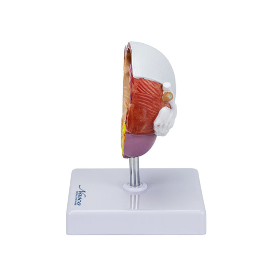 Modello di Malattie della Vescica e della Prostata [SKU: MG22730]