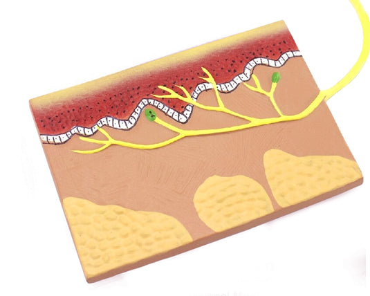 Modelo de Elementos Sensoriales, Neurales y Motores [SKU: MG22756]