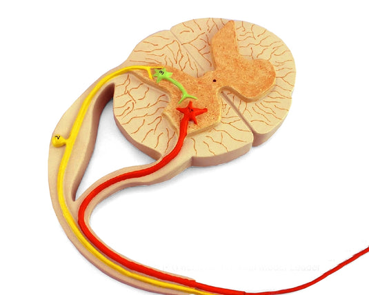 Modelo de Elementos Sensoriales, Neurales y Motores [SKU: MG22756]