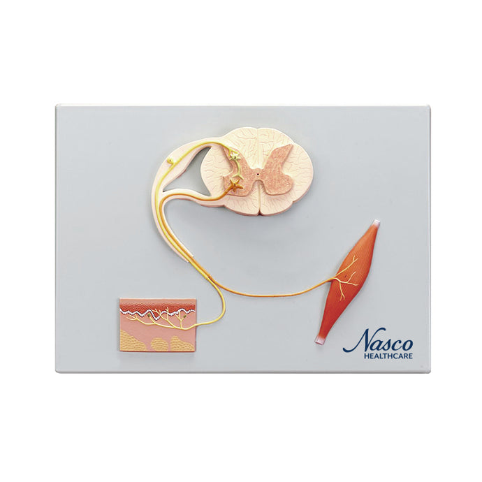 Sensory, Neural, & Motor Elements Model