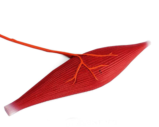 Modelo de Elementos Sensoriales, Neurales y Motores [SKU: MG22756]