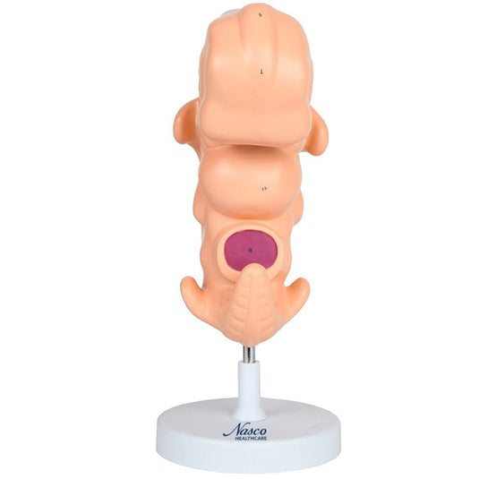 โมเดลเอ็มบริโอ ขยาย 50 เท่า [SKU: MG22793]