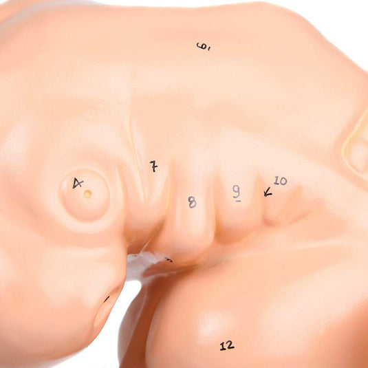 โมเดลเอ็มบริโอ ขยาย 50 เท่า [SKU: MG22793]