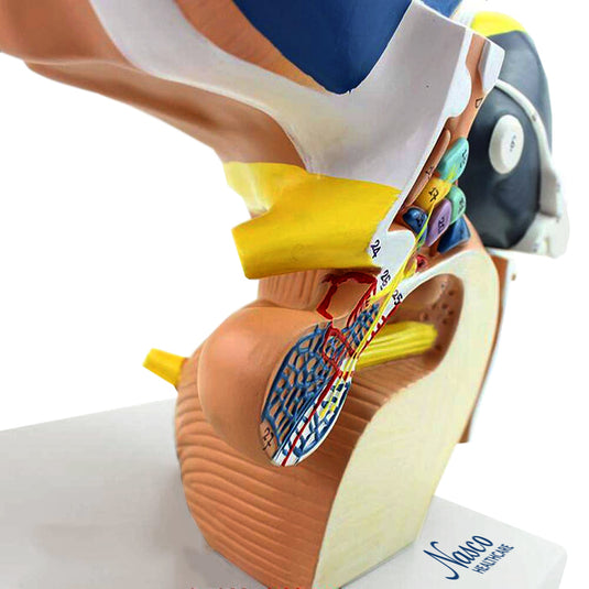 Modelo de Cerebro, 5X Ampliado, 4 Partes [SKU: MG22801]