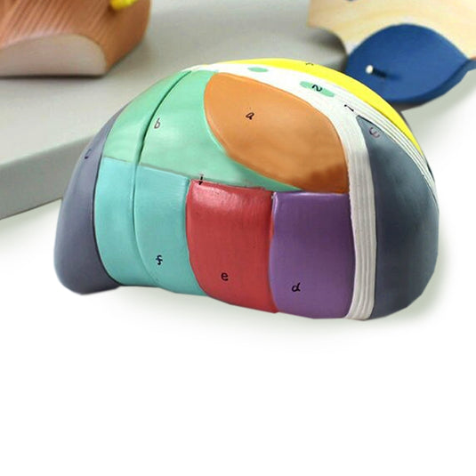 Modelo de Cerebro, 5X Ampliado, 4 Partes [SKU: MG22801]