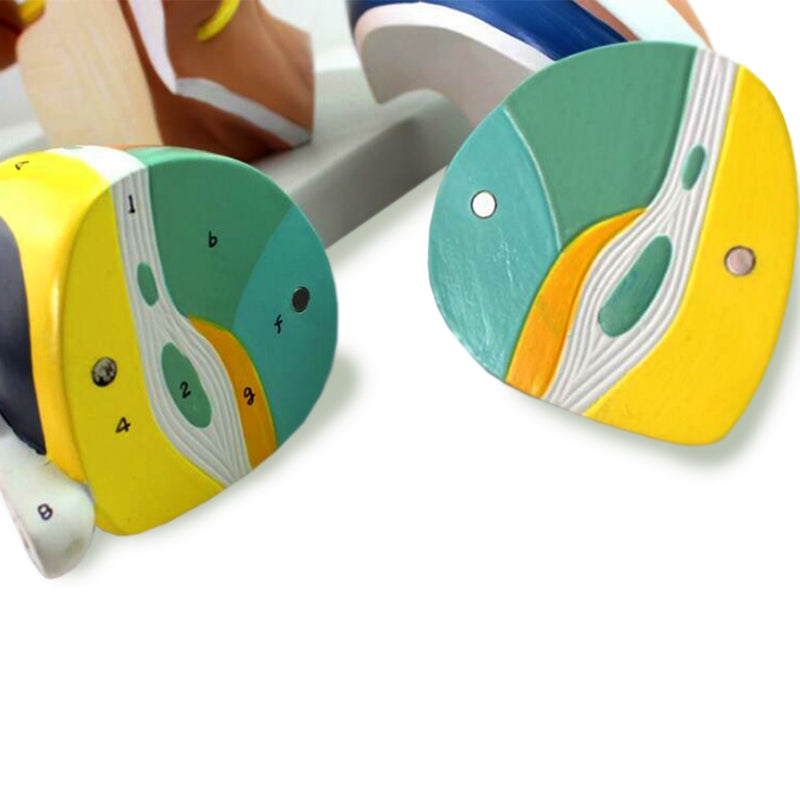 Cargue la imagen en el visor de la galería, Modelo de Cerebro, 5X Ampliado, 4 Partes [SKU: MG22801]
