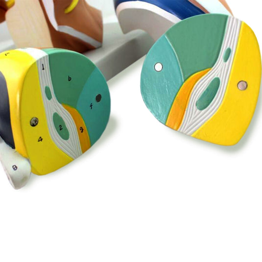 Modelo de Cerebro, 5X Ampliado, 4 Partes [SKU: MG22801]