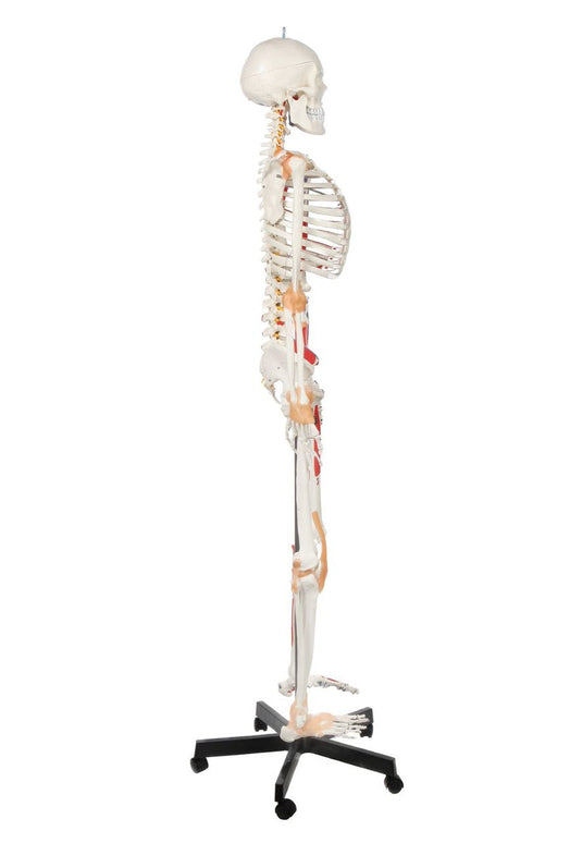 Adult Skeleton with Muscles & Ligaments Mounted on Stand with Casters
