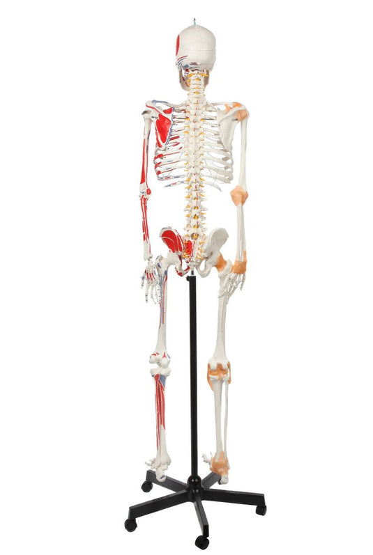 Adult Skeleton with Muscles & Ligaments Mounted on Stand with Casters