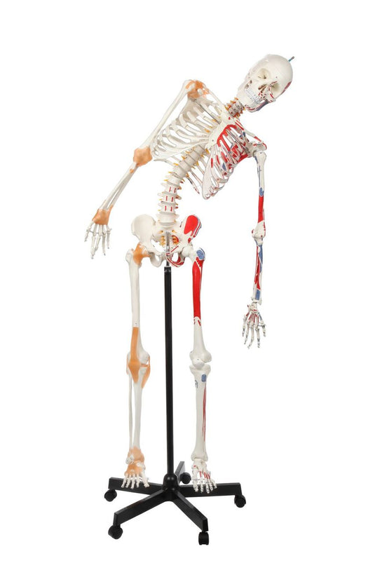 Adult Skeleton with Muscles & Ligaments Mounted on Stand with Casters