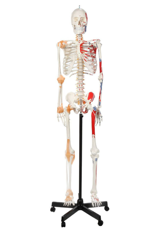 Adult Skeleton with Muscles & Ligaments Mounted on Stand with Casters