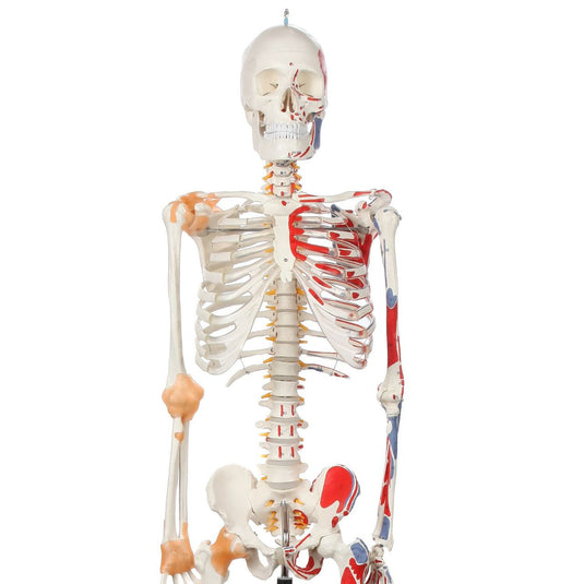 Adult Skeleton with Muscles & Ligaments Mounted on Stand with Casters