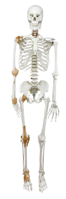 Esqueleto Adulto con Ligamentos, Montado [SKU: MG22946]