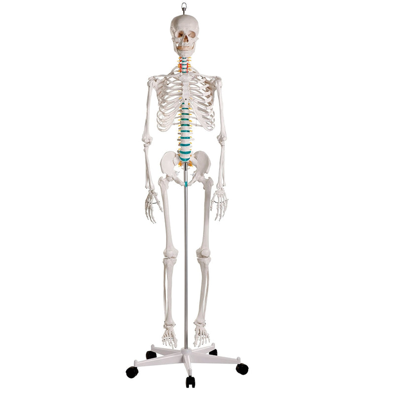 Load image into Gallery viewer, Adult Skeleton Mounted on Stand with Casters

