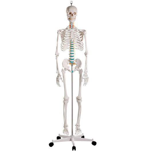 Adult Skeleton Mounted on Stand with Casters