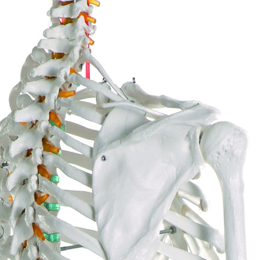 Adult Skeleton Mounted on Stand with Casters