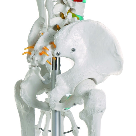 Adult Skeleton Mounted on Stand with Casters