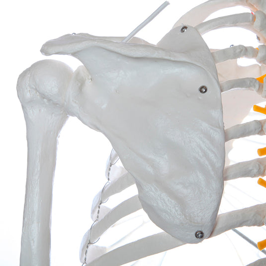 Adult Skeleton Mounted on Stand with Casters