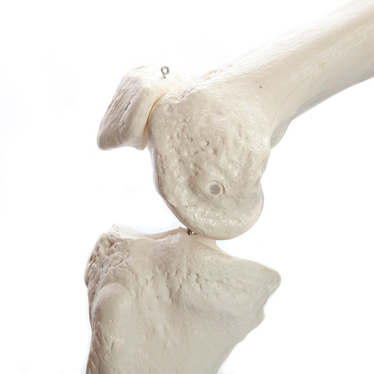 Adult Skeleton Mounted on Stand with Casters