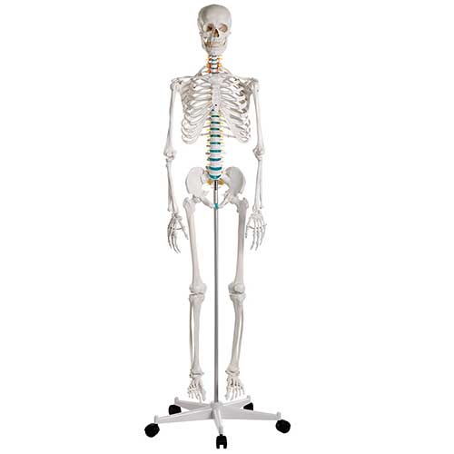 Load image into Gallery viewer, Adult Skeleton Mounted on Stand with Casters
