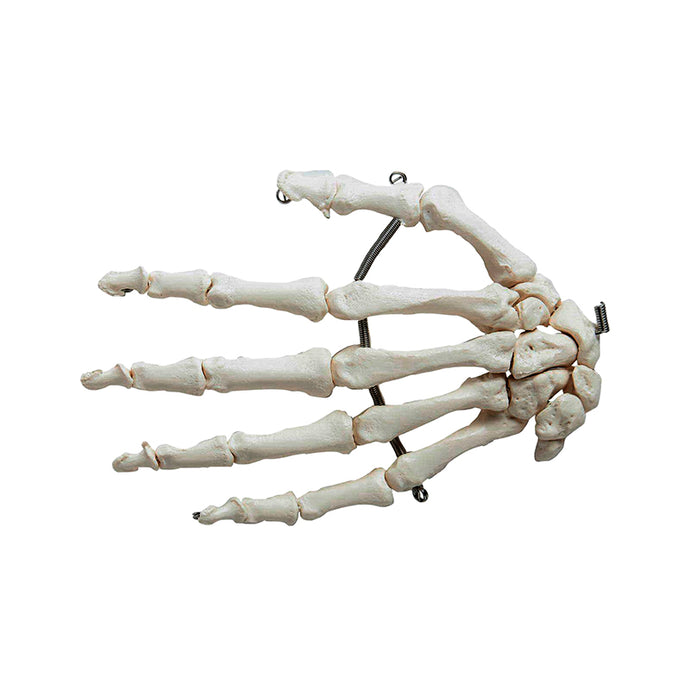 Modello di Mano, Montato su Filo [SKU: MG22951]