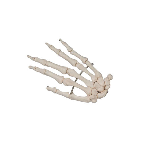 Modello di Mano, Montato su Filo [SKU: MG22951]