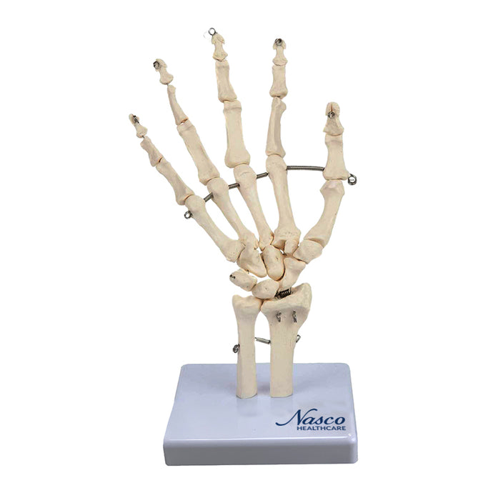 Modello di Mano, Montato su Supporto [SKU: MG22952]