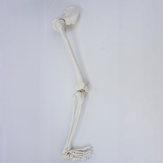 Modelo de Pierna con Hueso de Cadera y Pie, Montado en Alambre [SKU: MG22954]