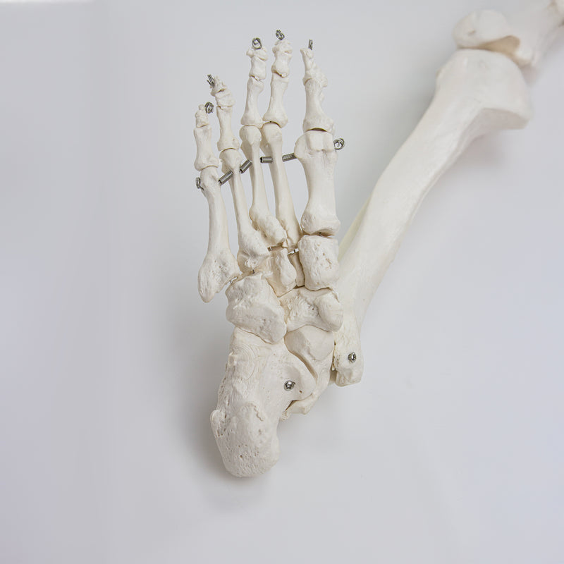Cargue la imagen en el visor de la galería, Modelo de Pierna con Hueso de Cadera y Pie, Montado en Alambre [SKU: MG22954]
