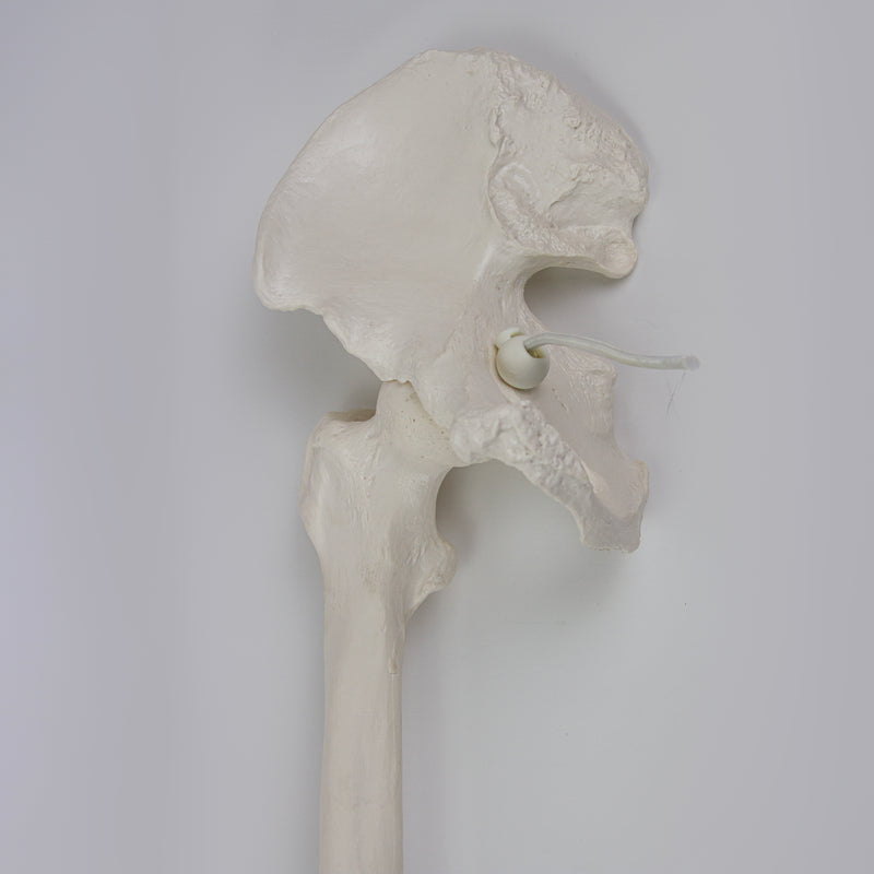 Cargue la imagen en el visor de la galería, Modelo de Pierna con Hueso de Cadera y Pie, Montado en Alambre [SKU: MG22954]
